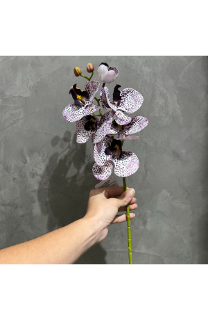 Haste de Orquídea Roxa