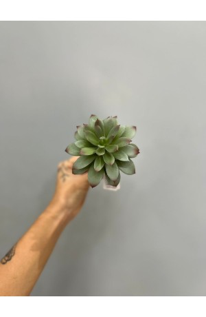 Haste de Suculenta Agave - 17cm