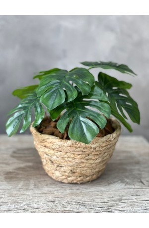 Buquê Costela De Adão 9 Hastes